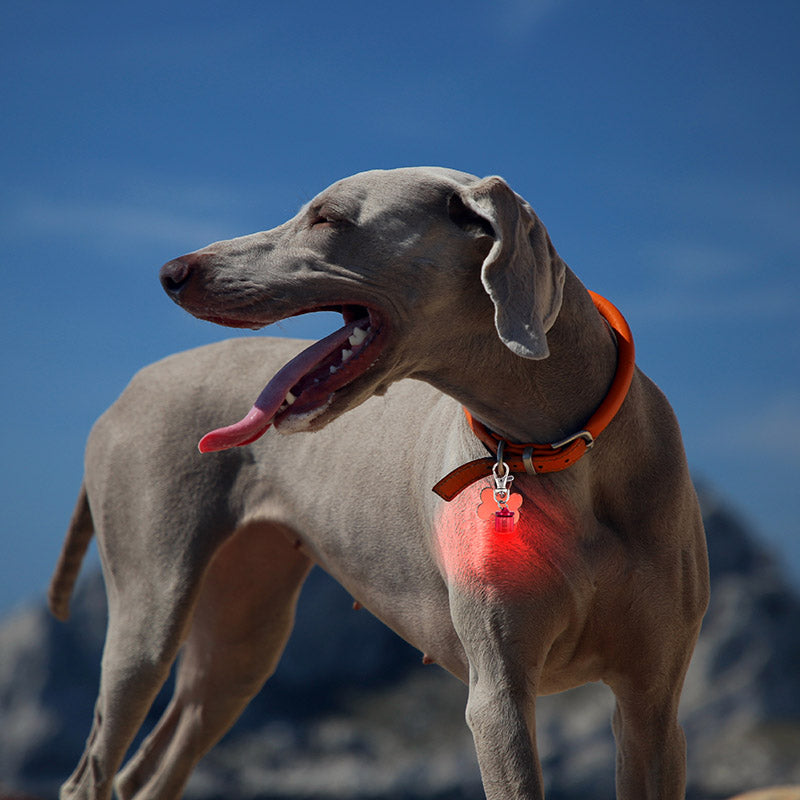 Pet Blinkers™ Flashing LED Pet Safety Light - NEW DESIGN!